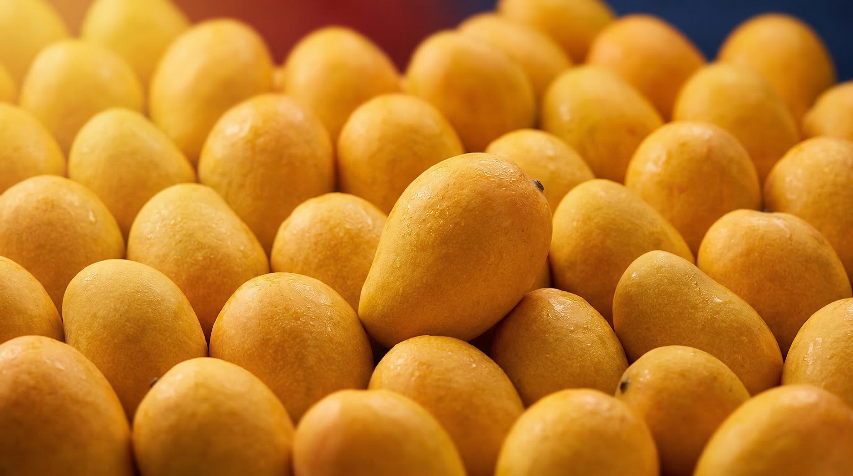 Mango 12 Pieces